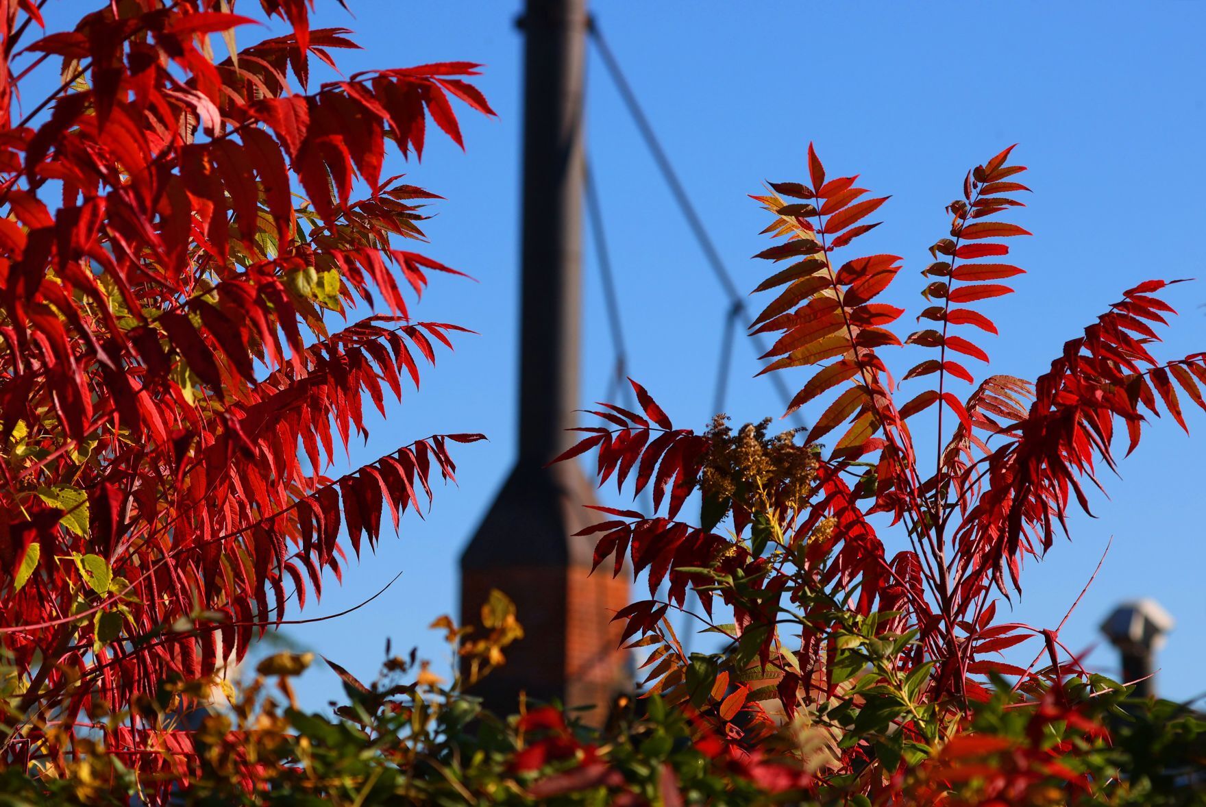 Autumn color falls on St. Louis area